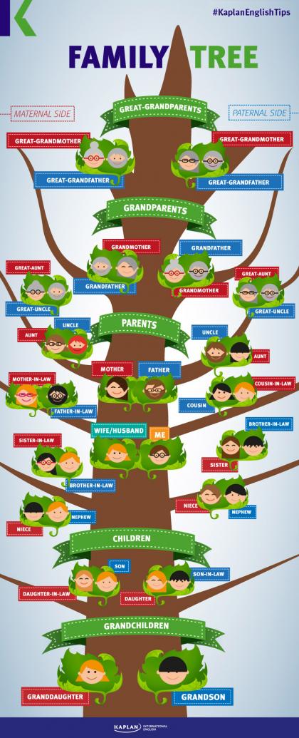 family tree vocabulary